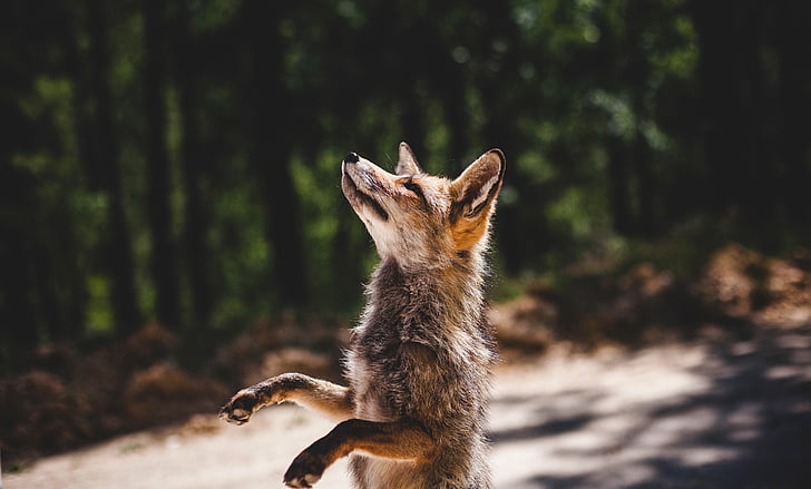 Fox, zvíře, volně žijící zvířata, slunečno, den, venkovní, Příroda