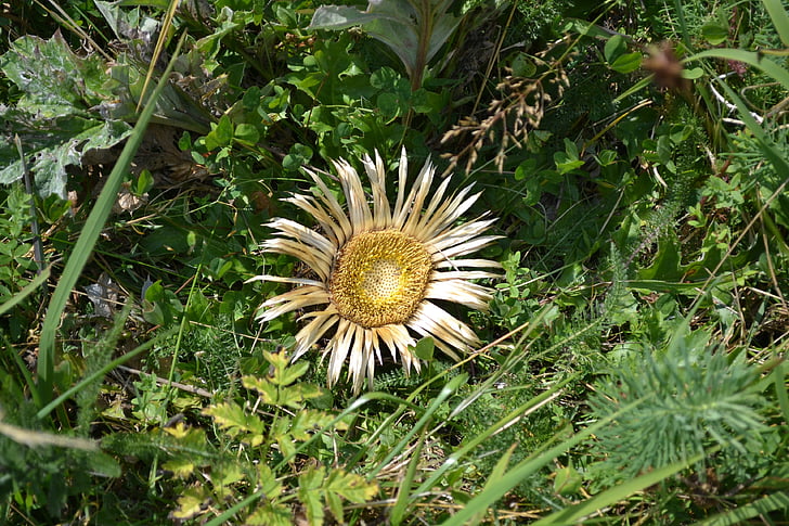 sunflower, dead flower, flower, dead, dry
