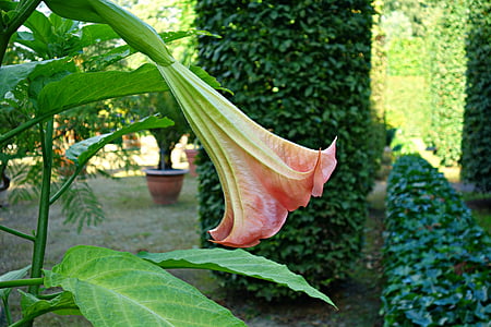 Angel de trompeta, Brugmansia suaveolens, brugmanisa, suaveolens, angiospermas, planta, flor