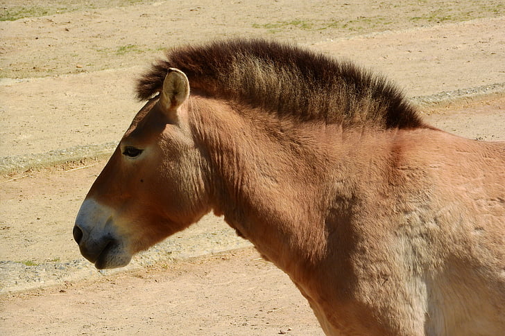 cavalo de Przewalski, égua, cabeça, Equus przewalskii, o zoológico de Praga, cavalo, animal