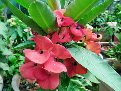 rosso, Euphorbia, milii, fiori, pianta, Corona, piccolo
