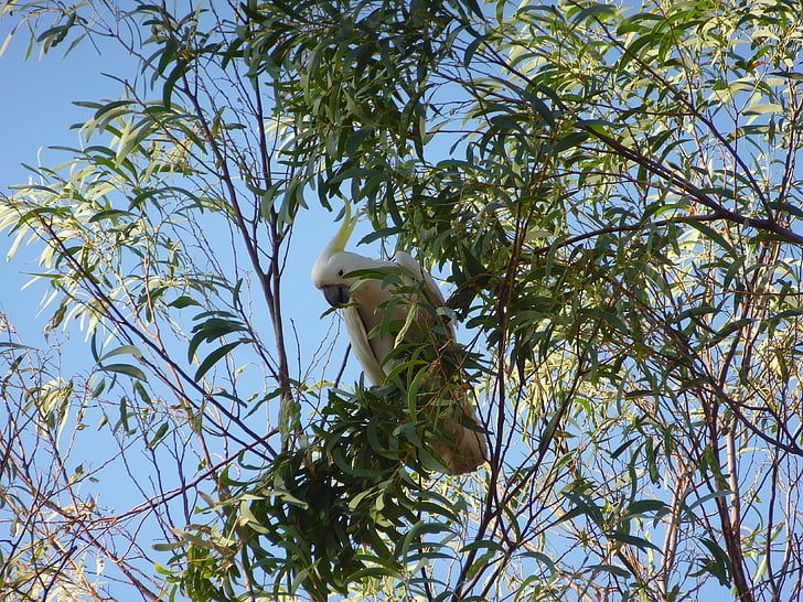 Kakadu, papuga, Australia, ptak