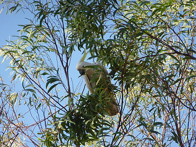 Какаду, попугай, Австралия, птица