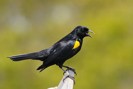 černá, žlutá, Krátká, zobák, dráp, noha, žlutá ramena blackbird