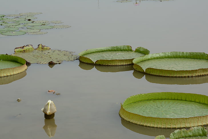 wanglian, verde, Nansha, natureza, lírio d'água, Lagoa, Lago