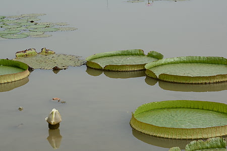 wanglian, Грийн, nansha, природата, водна лилия, езерото, езеро