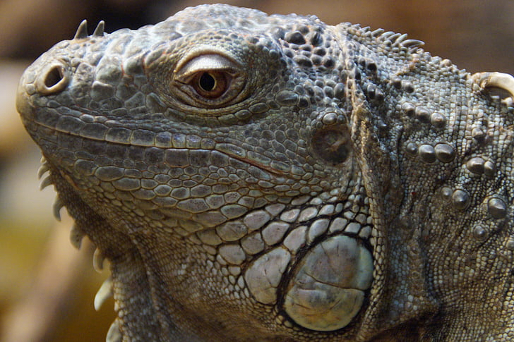 Iguana, ansigt, Portræt, hoved, krybdyr, Dragon, profil
