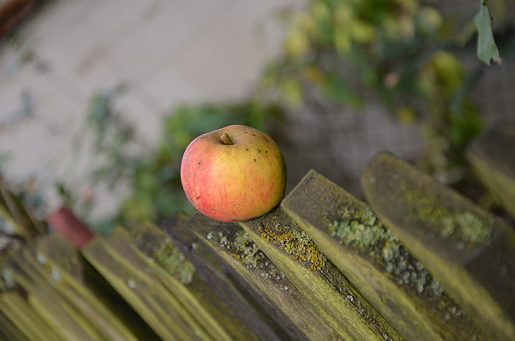 Apple, nedfallsfrukt, gjerdet, oktober, høst
