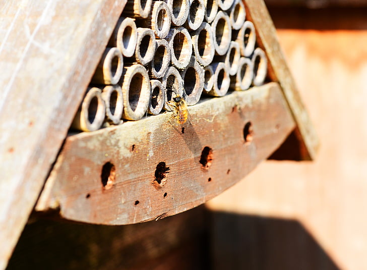 l'abella vermella mason, Osmia rufa, abella, solitari, petit, insecte, casa insecte