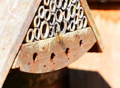 piros mason méhek, Osmia rufa, méh, magányos, kis, rovar, rovar ház