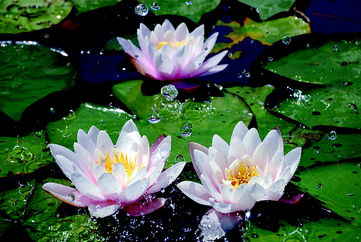 water lilies, drop of water, aquatic plant, pond, nuphar lutea, pink petals, nature