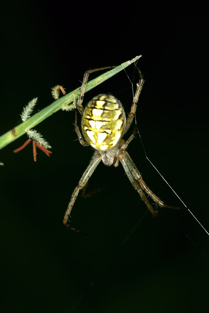 nhện, Spider web, côn trùng, đêm