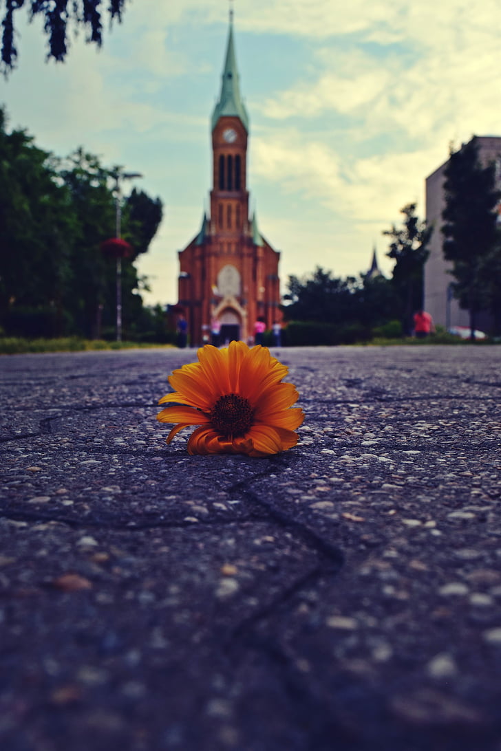 Kilise, çiçek, kare