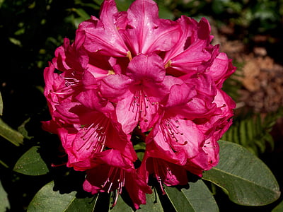Rhododendron, roz, starea de spirit, frumos, deschide, însorit, iluminat
