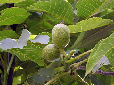 walnut, cap, walnut tree, fruit, nature, food, leaf