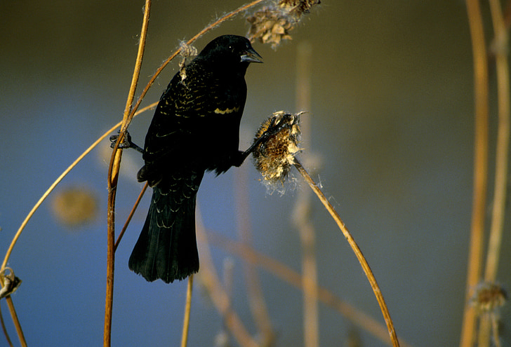 red winged blackbird, bird, wildlife, perched, feathers, songbird, blackbird
