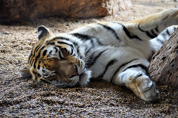 Tiger, nukkuva, leikkisä, maahan, Wien, Zoo, puu