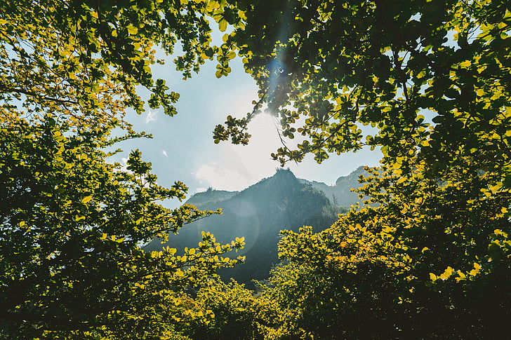 green, leaf, plant, nature, trees, sunny, day