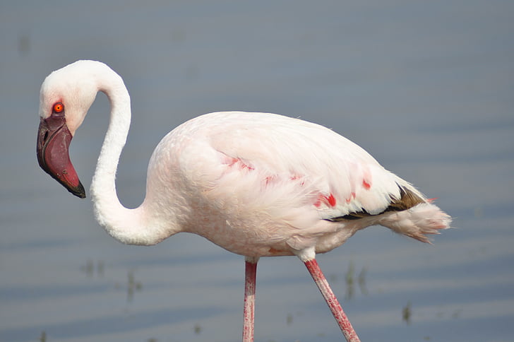 Flamingo, Keňa, růžová, Afrika, pták