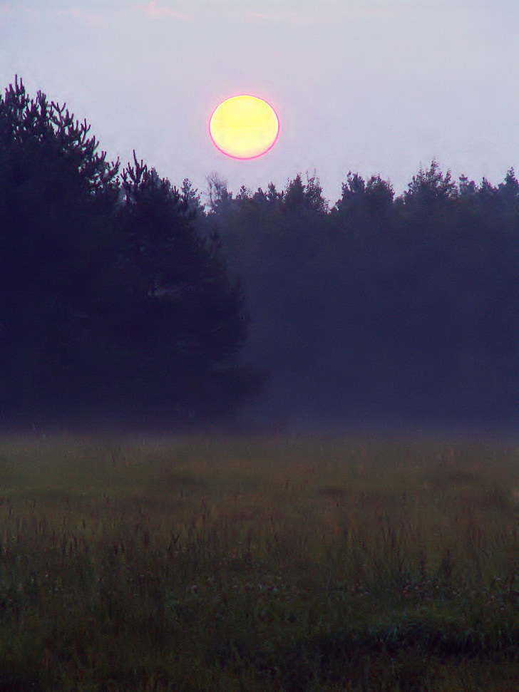 dawn, glade, forest, the rising sun, fog, nature