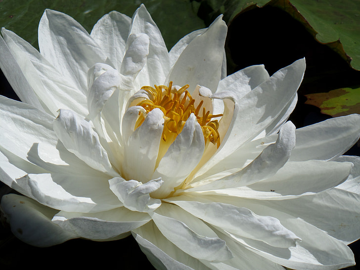 white flower, water lily, floating flower, blossom