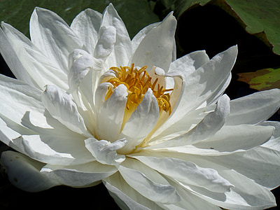 Белый цветок, Водяная лилия, плавающий цветок, Блоссом