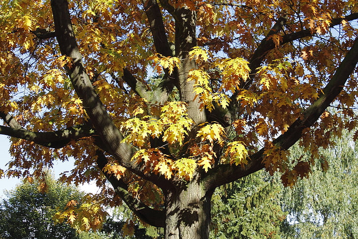 pohon, daun, musim gugur, Oktober, sepanjang tahun, daun, alam