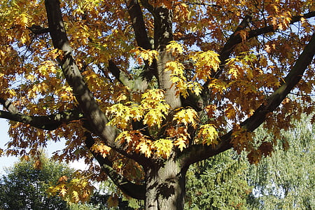 дерево, листя, Осінь, Жовтень, пори року, лист, Природа