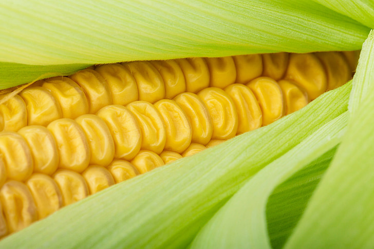 close-up, cob, corn, crop, detail, food, fresh