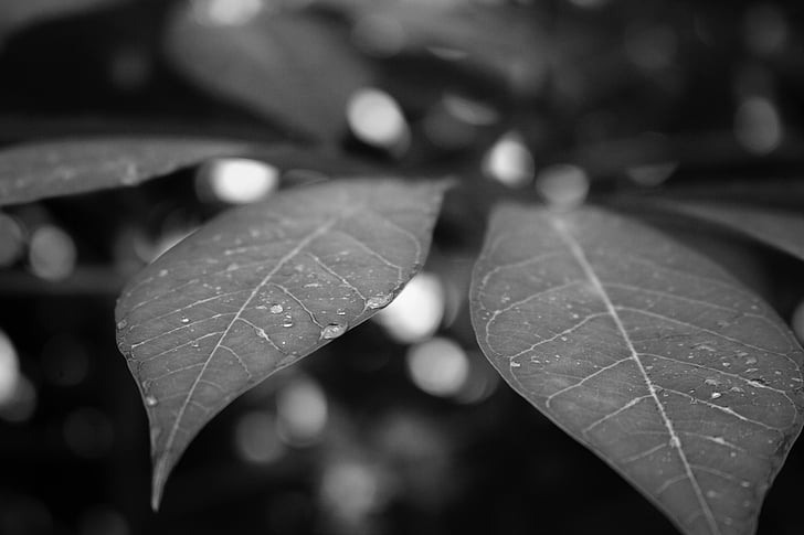 the leaves, come, page, black and white, drops, frost, macro