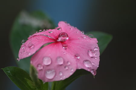 капка, цветя, дъжд, природата, венчелистче, пресни, лято