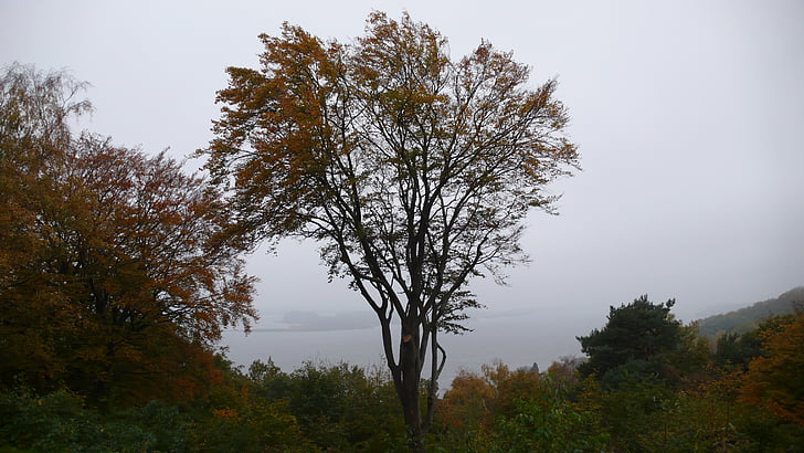 strom, obloha, podzim