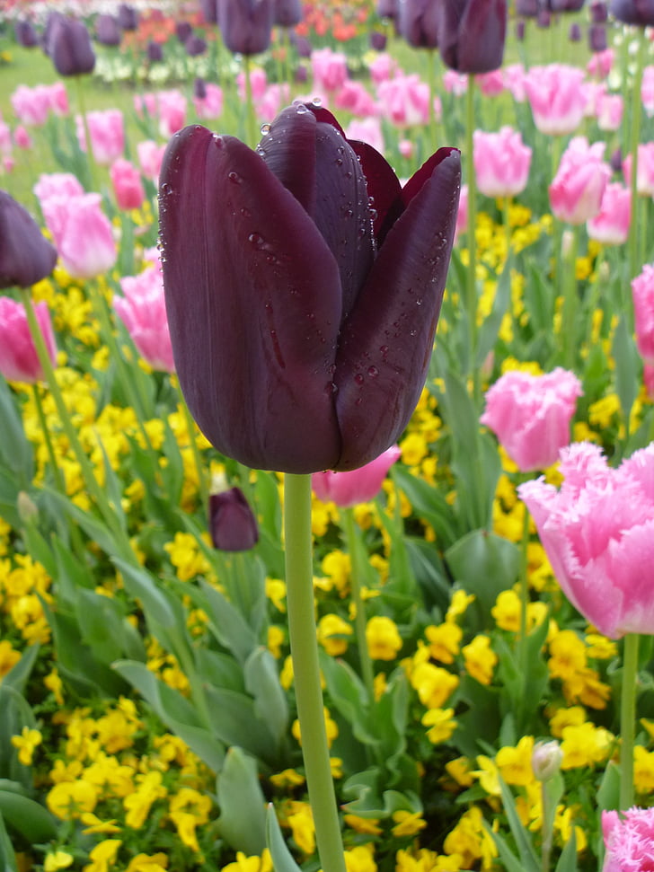 Tulip, kvet, jar, fialová, ružová, žltá, farby