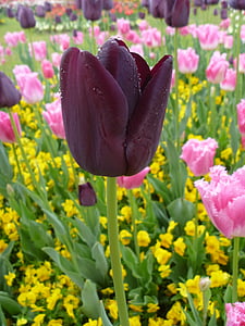 튤립, 꽃, 봄, 보라색, 핑크, 노란색, 색상