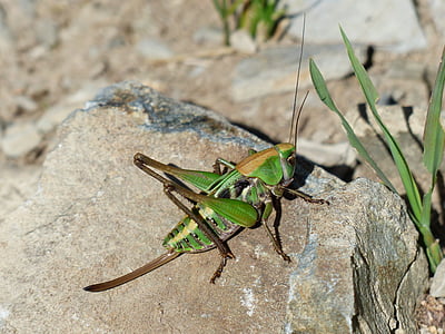 grasshopper, green, animal, insect, wart biter, decticus verrucivorus, female