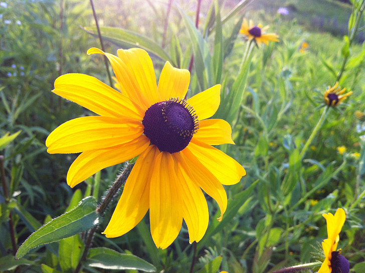 blackeyed susan, yellow flower, black center, bloom, blossom, flora, botany