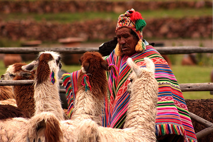Peru, llama, hewan, redneck, orang-orang, kemanusiaan, manusia