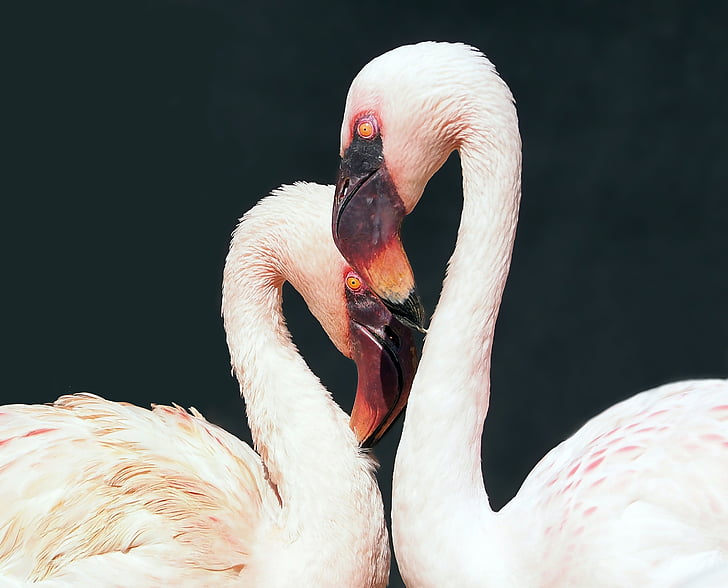 hewan, alam, hidup, burung, Flamingo, satwa liar, paruh