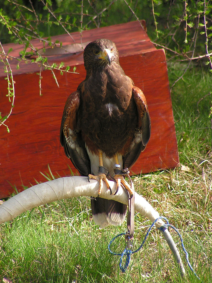 Buzzard harris, parabuteo unicinctus, prădător, vânătoare cu şoimi, pasari de reproducere, şedinţa