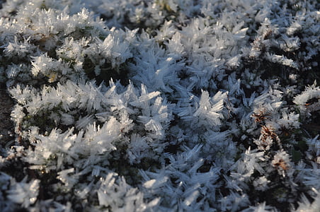Frost, pozimi, nordijsko, sneg, bela