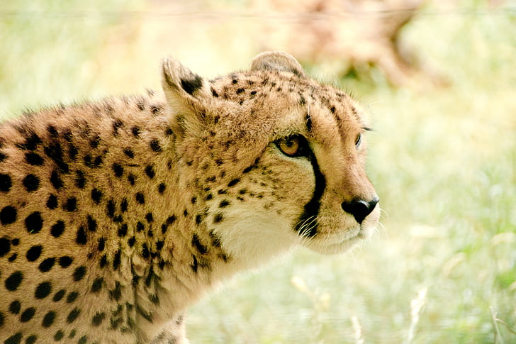 gepards, Āfrika, Kenija, Safari, daba, brīvdiena, Nacionālais parks