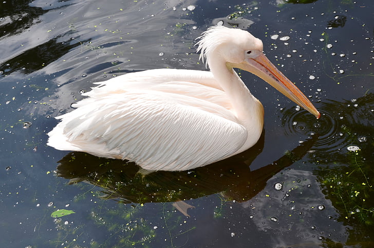 Pelikan, animal, pájaro, naturaleza, Lago, flora y fauna, Pelican