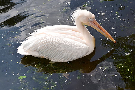 pelikan, animal, bird, nature, lake, wildlife, pelican