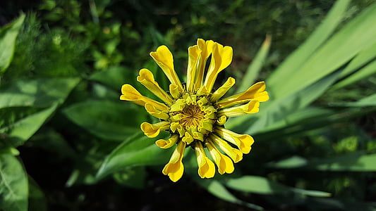 Ζίννια, Κίτρινο Ζίννια, Ζίννια elegans, Ζίννια άνθιση, Asteraceae, άνθος, κίτρινο λουλούδι