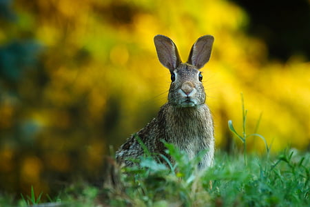 rabbit, hare, animal, wildlife, cute, macro, closeup