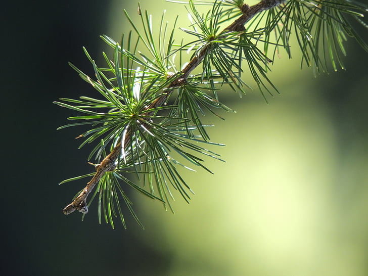 larch, branch, nature, green, forest, tree, green Color