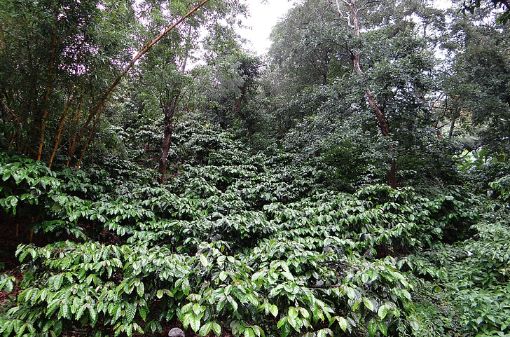 plantacji kawy, Coffea robusta, zalanych deszczem, madikeri, Coorg, Indie