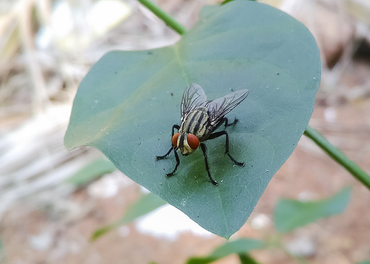 Musca domestica, housefly, hyönteinen, lentää, Pest, musta, silmä