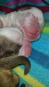 bayi baru lahir, anjing, shitzu, kemalasan, tidur