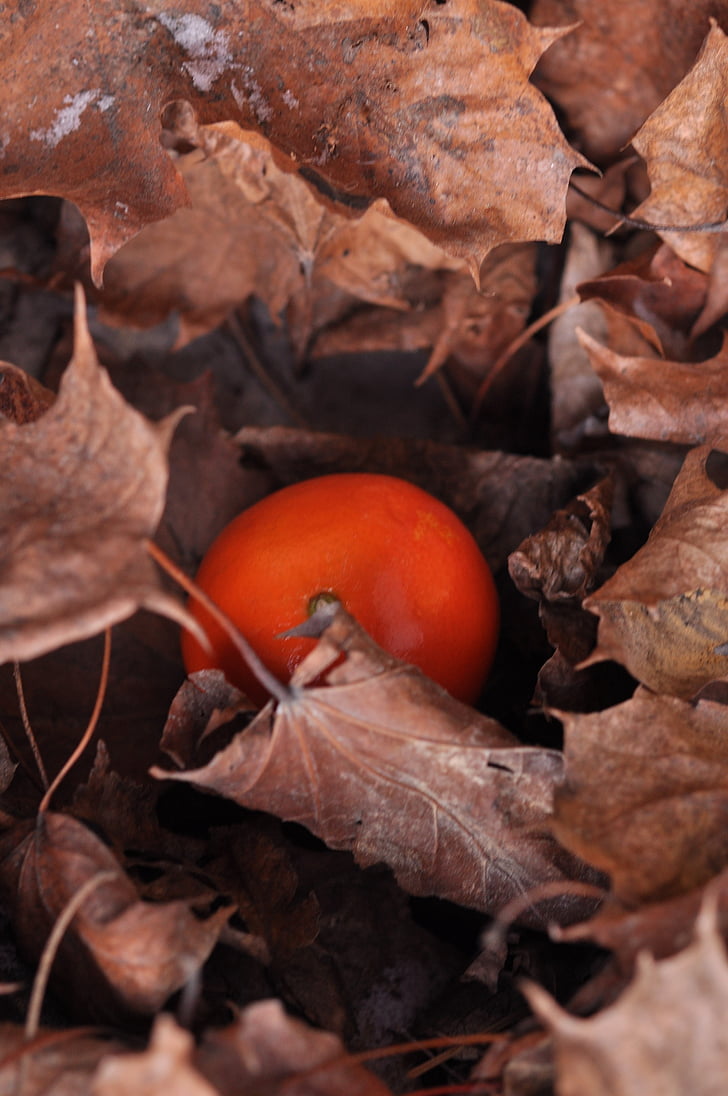 rudens, zaļumi, mandarīns, rudenī zaļumiem, brūns, daba, Leaf